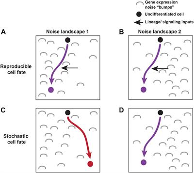 Buffering and Amplifying Transcriptional Noise During Cell Fate Specification